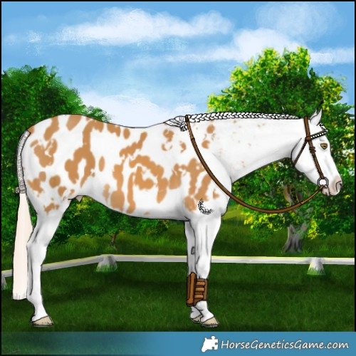 Horse Color:White Spotted Palomino Blanket 