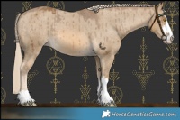 Horse Color:Chocolate Palomino Dun Appaloosa Brindle 