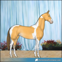 Horse Color:Amber Cream Champagne Tobiano 