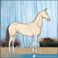 Horse Color:Amber Cream Champagne Tobiano 