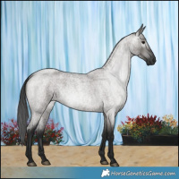 Horse Color:Gray Grullo Roan 