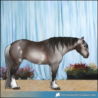 Horse Color:Gray White Spotted Bay 