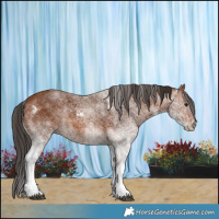 Horse Color:White Spotted Bay 
