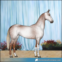 Horse Color:Gray Chestnut Tobiano 