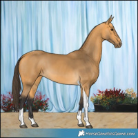 Horse Color:Buckskin Tobiano