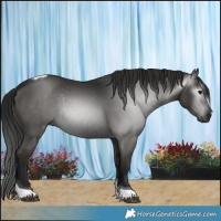 Horse Color:Gray Black Tobiano 