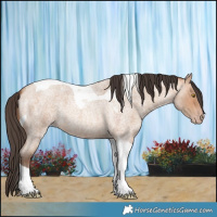 Horse Color:Amber Champagne Roan Tobiano 