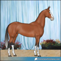 Horse Color:Bay Splash