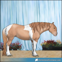 Horse Color:Gold Champagne Tobiano 