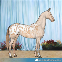 Horse Color:Red Dun Appaloosa 