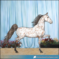 Horse Color:Bay Appaloosa 