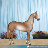 Horse Color:Gray Chestnut 