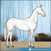 Horse Color:Palomino Appaloosa 