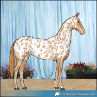 Horse Color:Chestnut Appaloosa 