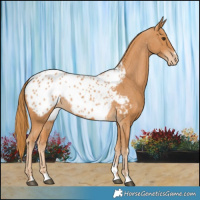 Horse Color:Chestnut Appaloosa 