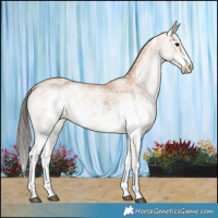 Horse Color:White Spotted Bay 