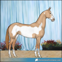 Horse Color:Red Dun Frame 