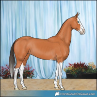 Horse Color:Bay Splash 