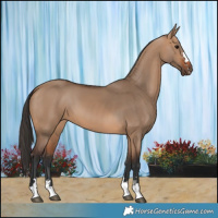 Horse Color:Bay Dun 