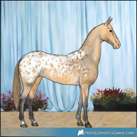 Horse Color:Buckskin Appaloosa 
