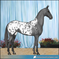 Horse Color:Black Appaloosa 