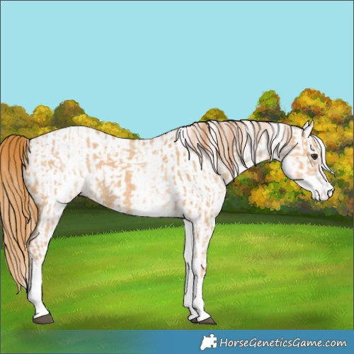 Horse Color:White Spotted Red Dun Rabicano  and White Spotted Red Dun Rabicano 