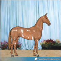 Horse Color:White Spotted Chestnut 