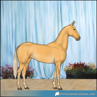 Horse Color:Palomino 