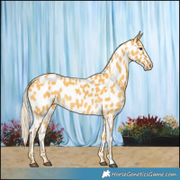 Horse Color:White Spotted Palomino Appaloosa 