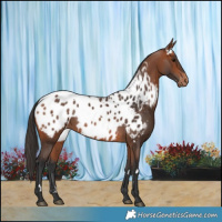 Horse Color:White Spotted Bay Appaloosa 