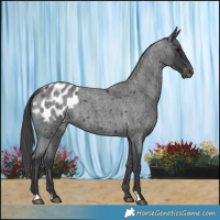 Horse Color:Blue Roan Appaloosa 