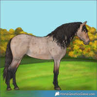Horse Color:Bay Roan Dun 