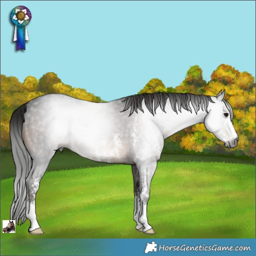 Horse Color:Gray Brown Sabino 