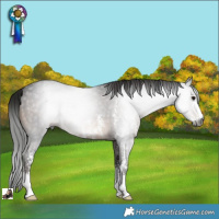 Horse Color:Gray Brown Sabino 