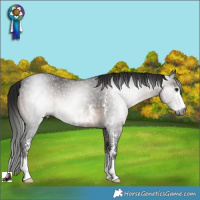 Horse Color:Gray Brown Sabino 