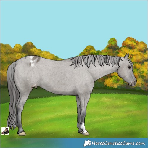 Horse Color:Grullo Appaloosa Brindle 