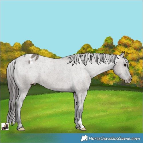 Horse Color:Grullo Varnish Brindle 