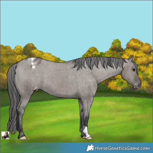 Horse Color:Grullo Appaloosa Brindle 