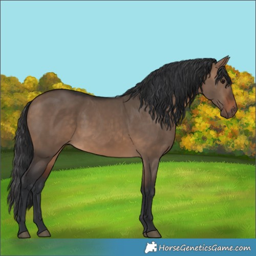 Horse Color:Brown Dun 