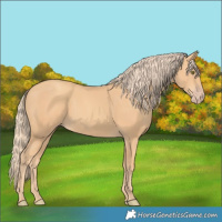 Horse Color:Gold Champagne 