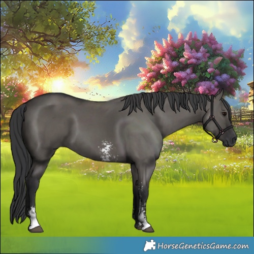 Horse Color:Grullo Sabino Rabicano 