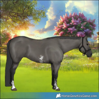 Horse Color:Grullo Sabino Rabicano