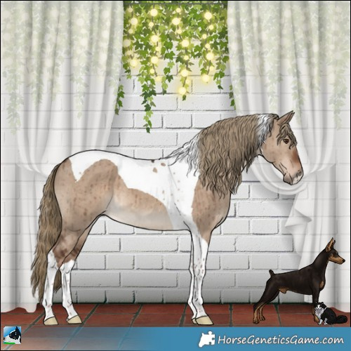 Horse Color:Liver Red Dun Tobiano Brindle 