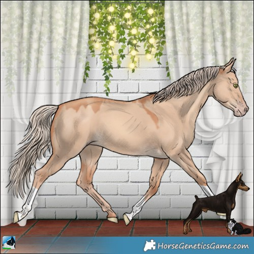 Horse Color:Gold Champagne Dun Sabino Tobiano 