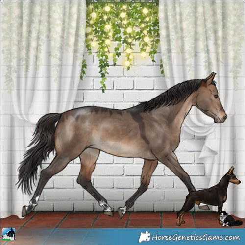 Horse Color:Bay Dun