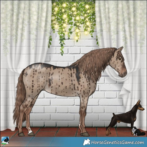 Horse Color:Liver Red Dun Brindle 