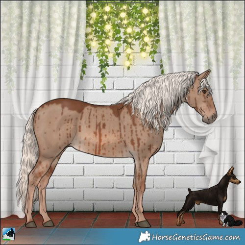 Horse Color:Red Dun Mushroom Brindle 