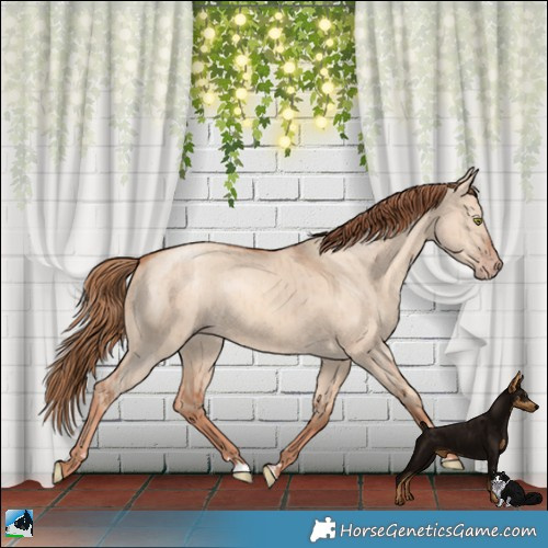Horse Color:Gold Champagne Dun Brindle 