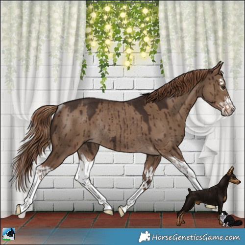 Horse Color:Liver Red Dun Splash Rabicano Brindle