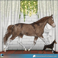 Horse Color:Liver Red Dun Splash Rabicano Brindle